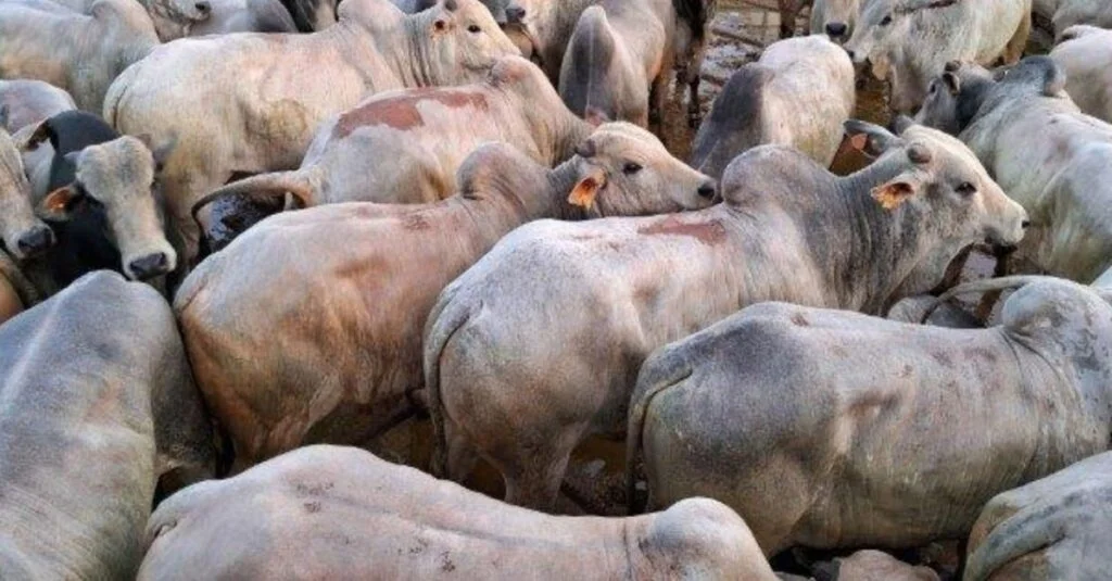 Inovação na integração lavoura-pecuária! 12 Boiada de integração lavoura-pecuária chega a quase 25@ com bônus extra de R$ 119 por cabeça