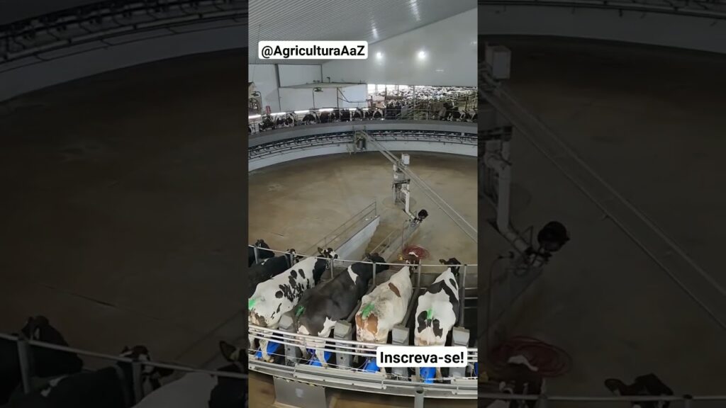 "Inovação na ordenha de vacas: máquina giratória automática" #agro #agricultura #vacas 10 inovacao na ordenha de vacas maquina giratoria automatica agro agricultura vacas