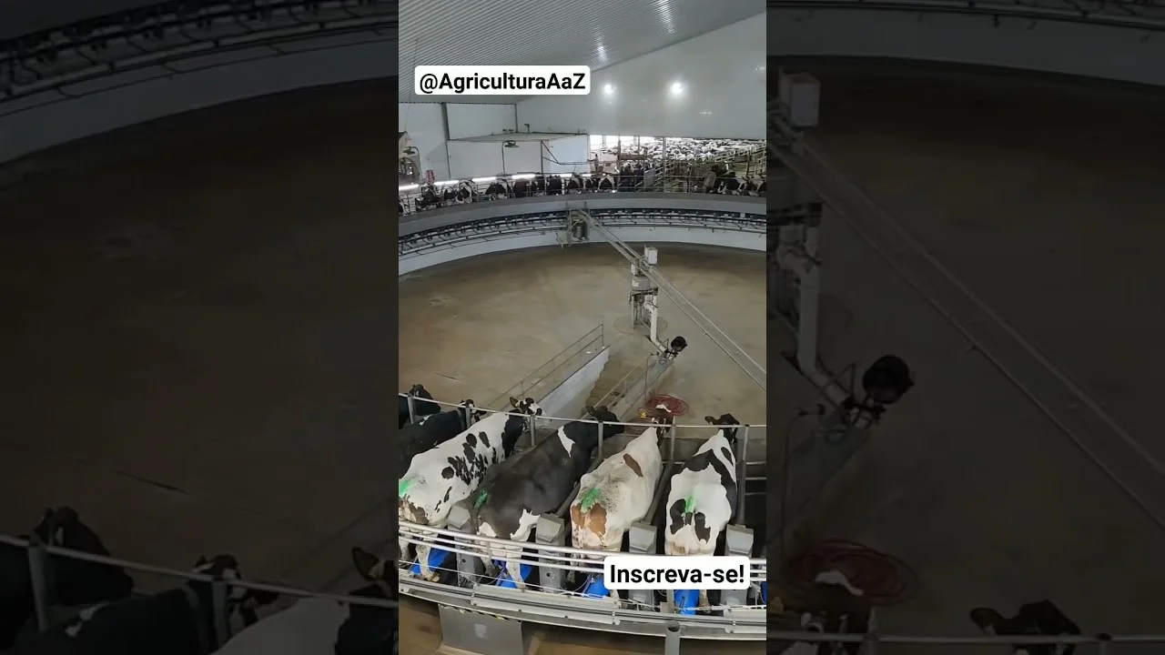 "Inovação na ordenha de vacas: máquina giratória automática" #agro #agricultura #vacas 9 inovacao na ordenha de vacas maquina giratoria automatica agro agricultura vacas