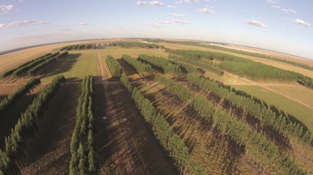 Árvores são o desafio financeiro na integração entre lavoura, pecuária e floresta | Fazenda Sustentável