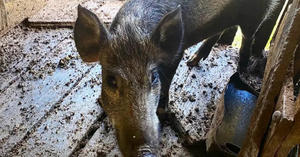 Javalis apreendidos em criação ilegal 4 Viu esta? Javalis são apreendidos e abatidos em criação ilegal