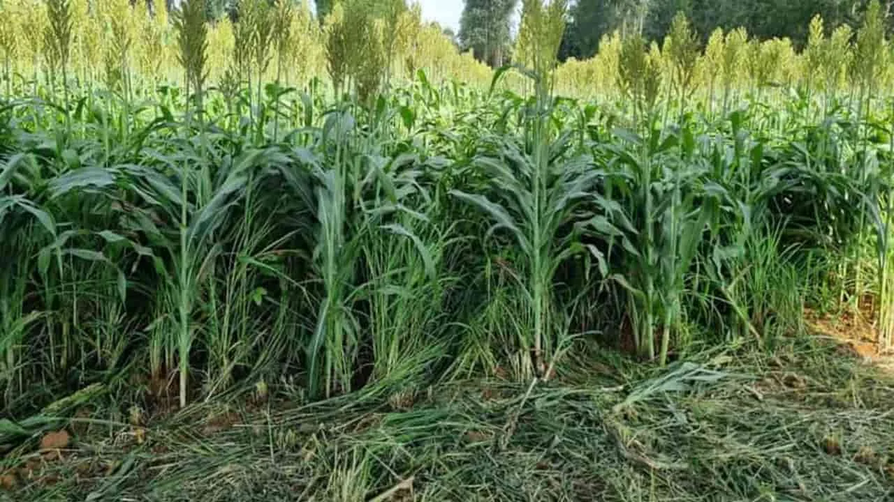 Lavoura-pecuária: menos fertilizantes, clima mitigado?