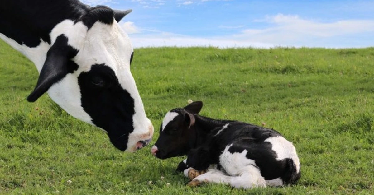 Leptospirose bovina: atenção nos meses quentes.