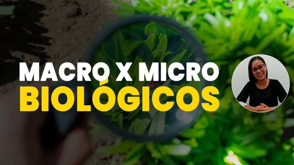macro x micro a diferenca entre as tecnologias