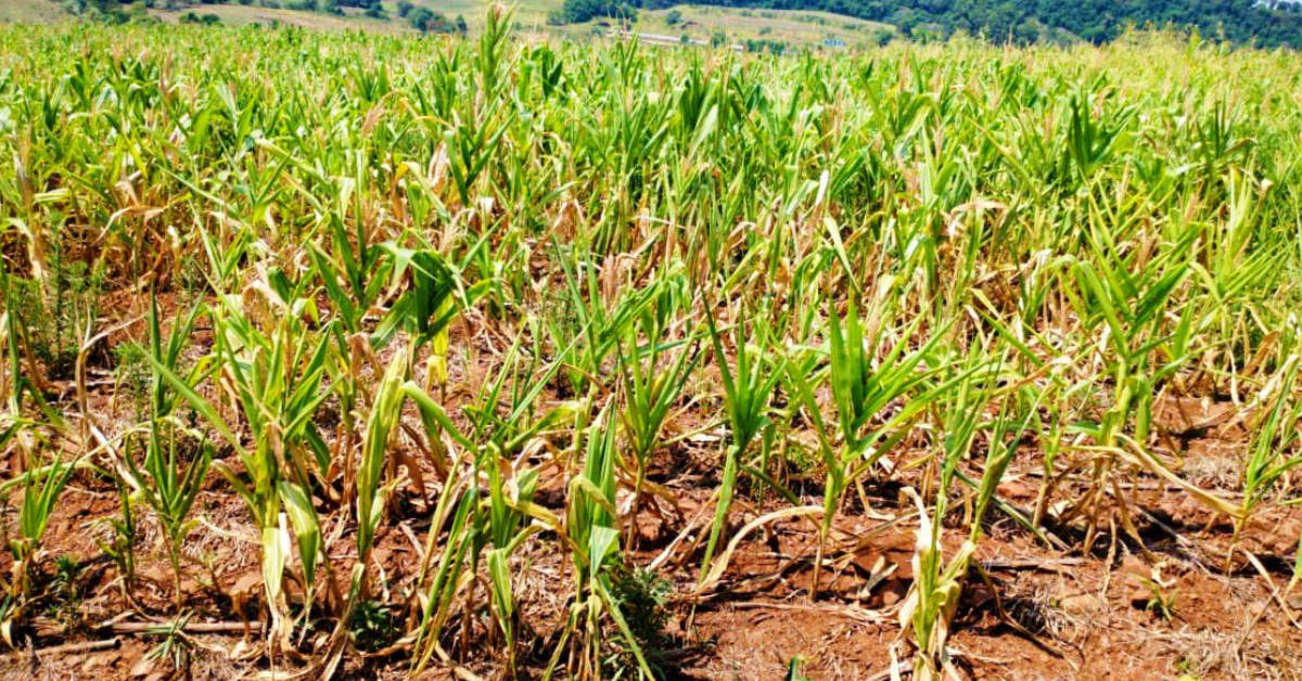 Maioria dos municípios em MS teve chuva abaixo da média.