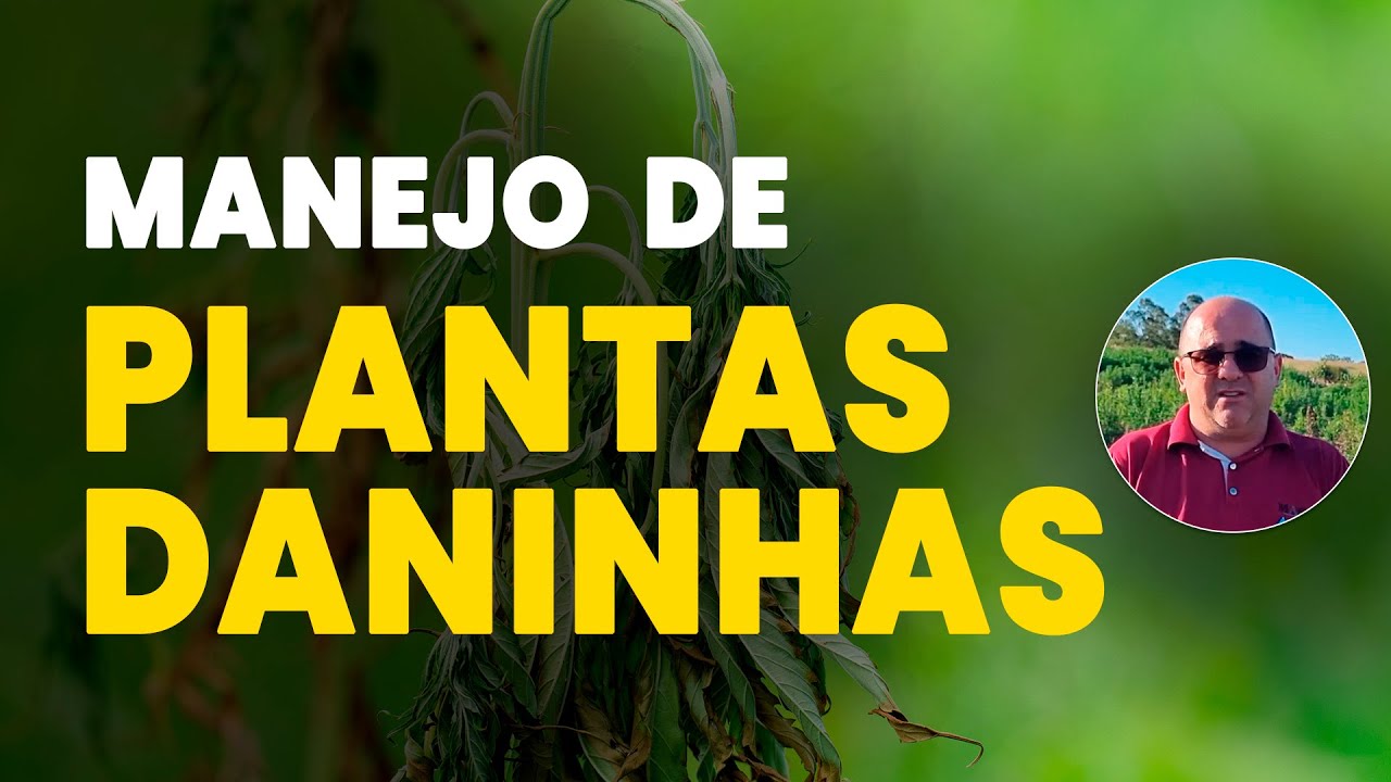 Manejo de Plantas de Cobertura e Dessecação