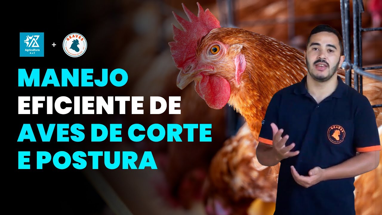 Manejo eficaz de aves: dicas essenciais