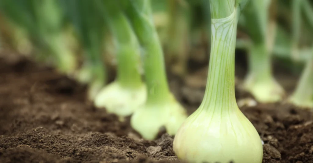 Mapa revela surpresa no Zoneamento Climático 2 Mapa inclui cebola no Zoneamento de Risco Climático