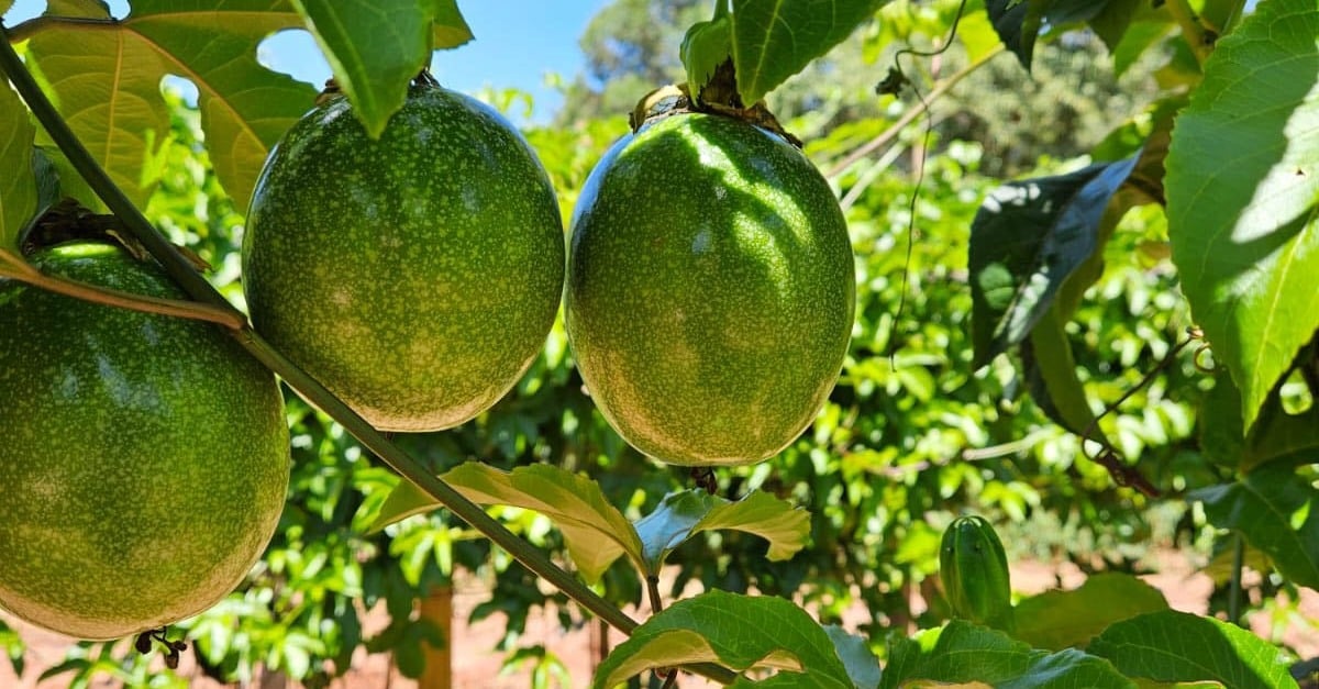 Maracujá: a nova garantia de lucro?