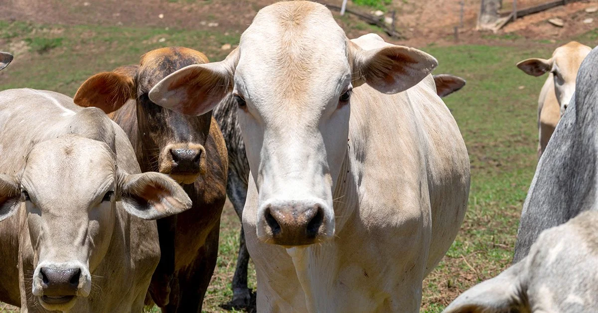 Março: pressão crescente, ação limitada. 15 Enquanto arroba segue estável em MT, preço do boi paulista derrapa em fev/24 • Portal DBO