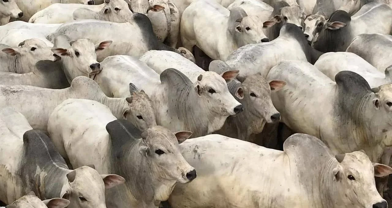 EUA deve ter o menor rebanho de gado desde 1951; os reflexos para o Brasil – Money Times