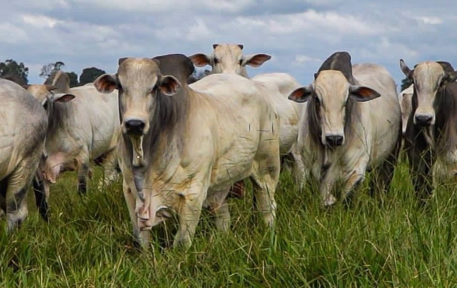 Mercado da arroba do boi gordo
