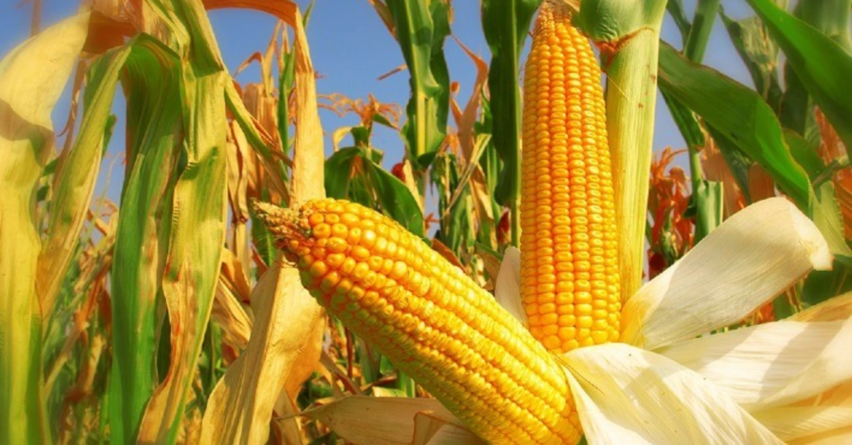 Mercado de milho na CBOT inicia quinta-feira com desvalorizações