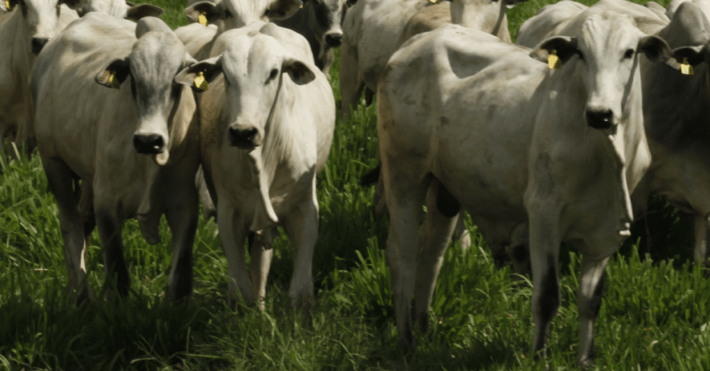 Com escalas ainda bem posicionadas, mercado do boi trabalhou moroso no pós-Carnaval • Portal DBO