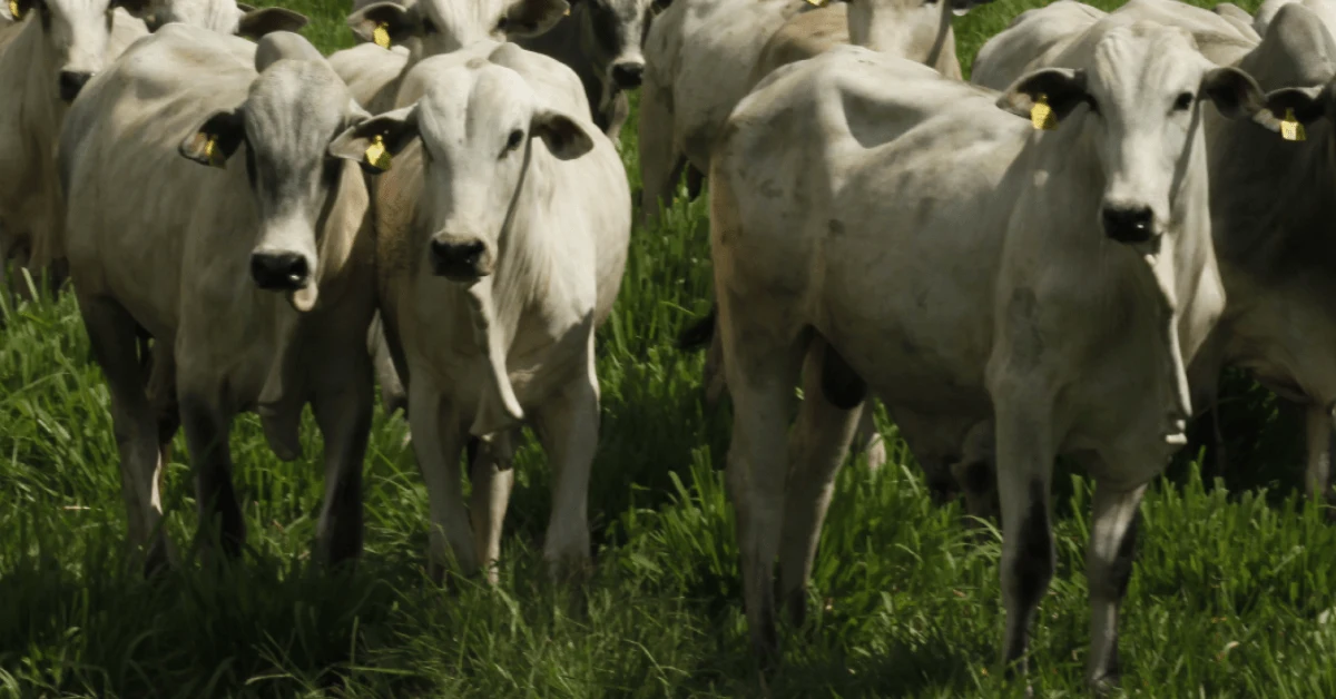 Com escalas ainda bem posicionadas, mercado do boi trabalhou moroso no pós-Carnaval • Portal DBO