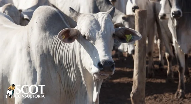 Cotação da vaca gorda em queda! 5 mercado do boi cotacoes intrigantes
