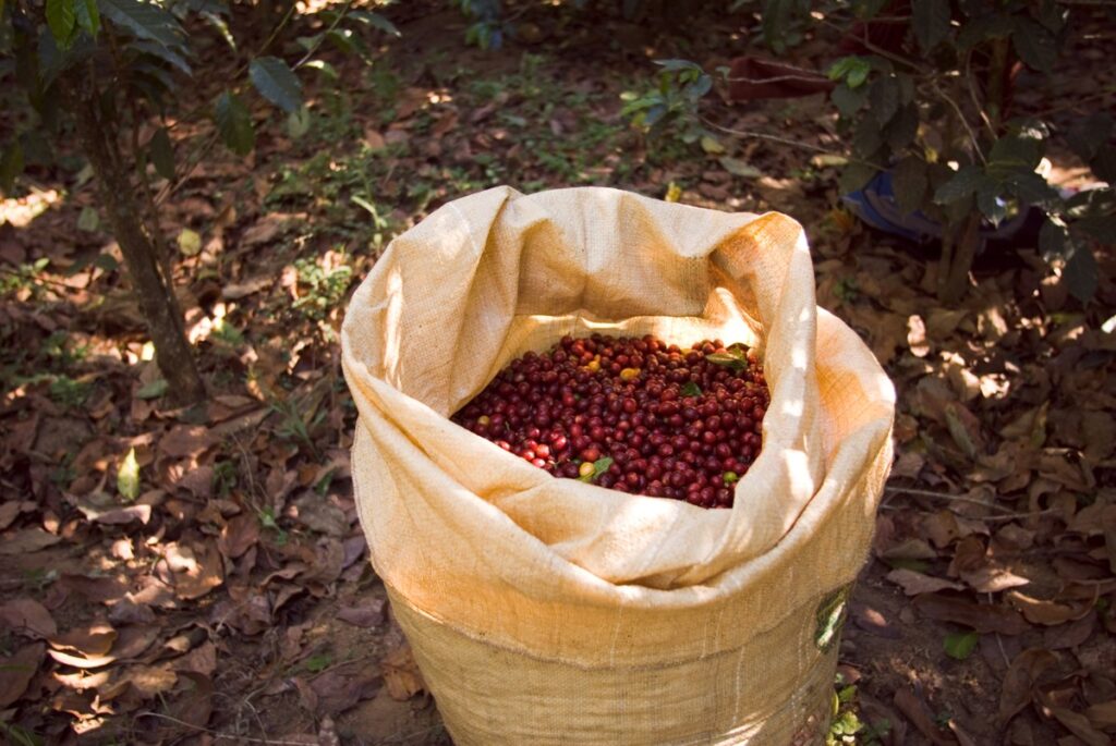 Conheça os maiores produtores de café do mundo | Café
