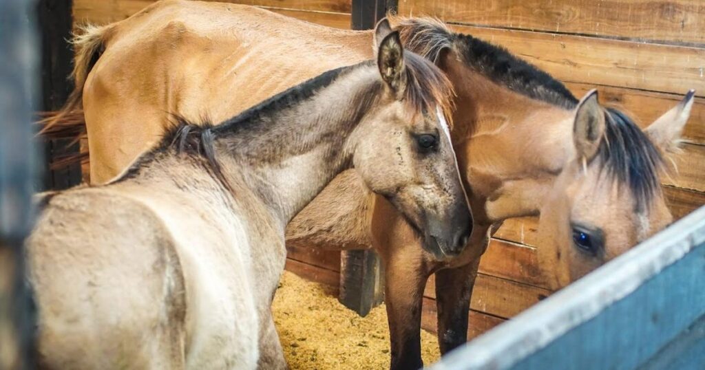 Quase metade do número de cavalos recolhidos das ruas de Porto Alegre em 2023 foi vítima de maus-tratos