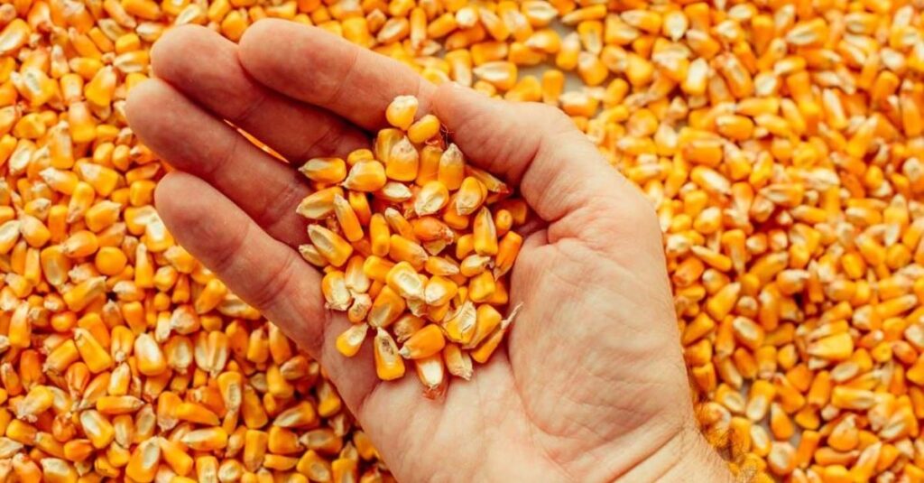 Preços do milho sobem no exterior e caem no Brasil; veja cotações