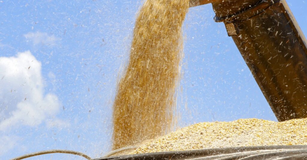 Milho deve manter preços baixos no mercado futuro