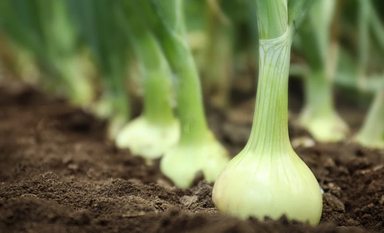 ministerio da agricultura cebolas no zoneamento climatico 1