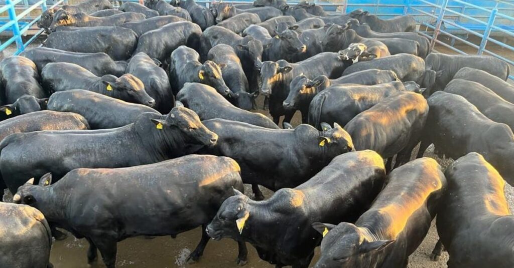 Destino à Europa! Angus confinado dá show de peso com quase 24@ em MS