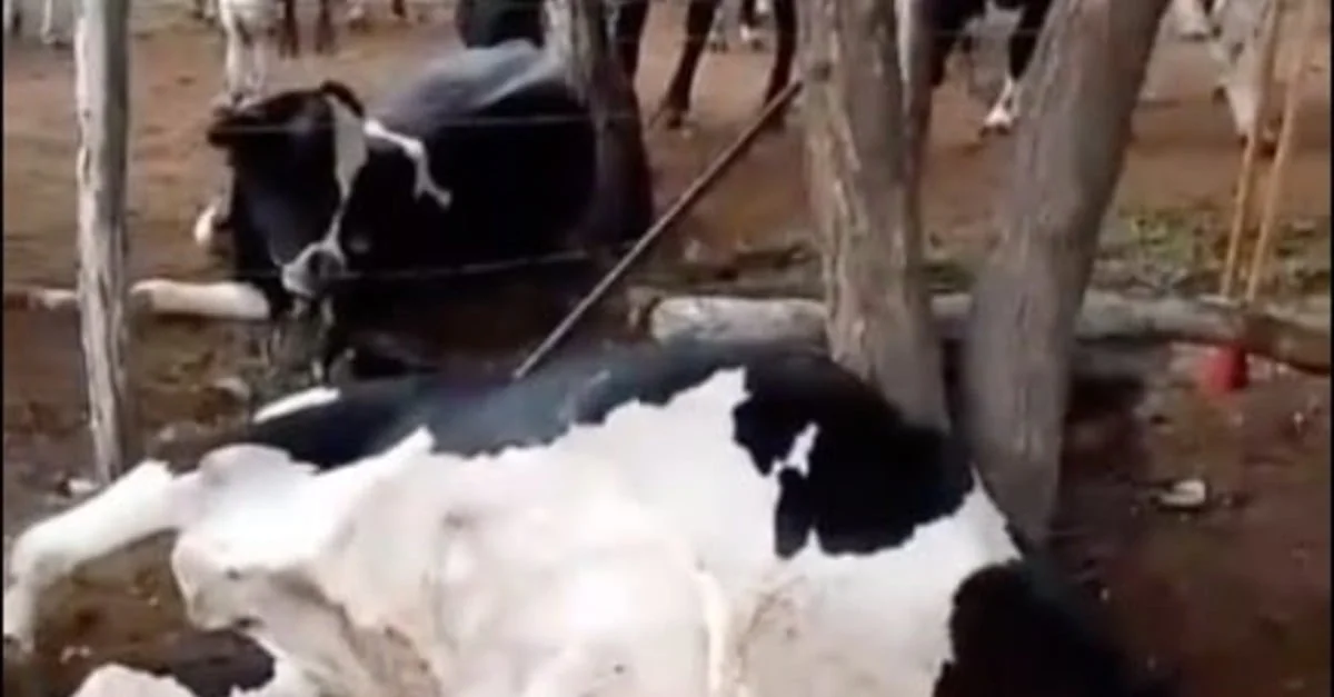 Misterioso raio mata vacas 2 raio mata vacas avaliadas em cerca de R$ 50 mil