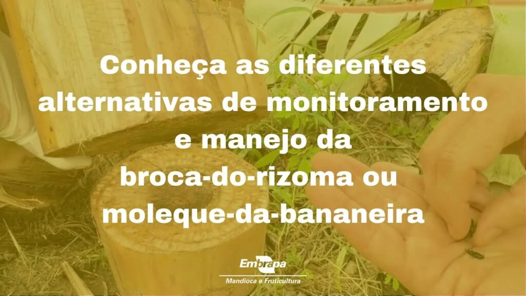 Monitoramento e manejo da broca-do-rizoma ou moleque-da-bananeira 2 monitoramento e manejo da broca do rizoma ou moleque da bananeira