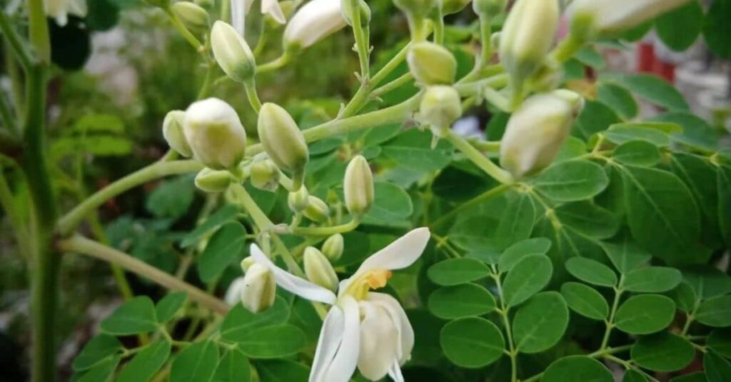 Moringa oleífera: uma alternativa sustentável para a pecuária leiteira?