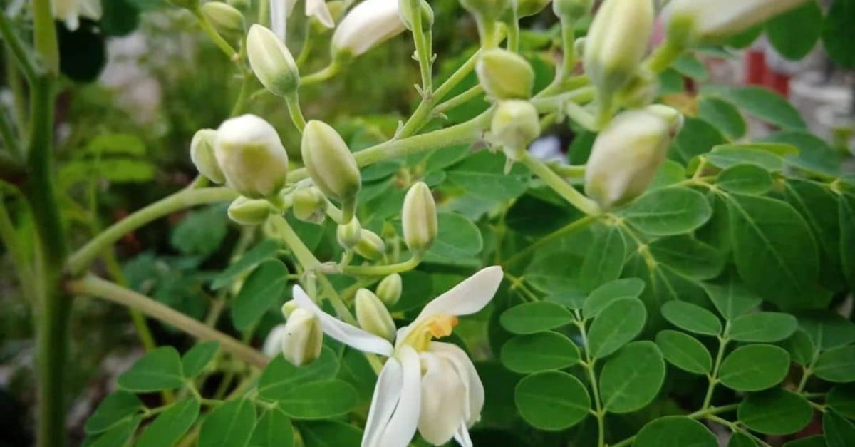 Moringa oleífera: uma revolução na pecuária?
