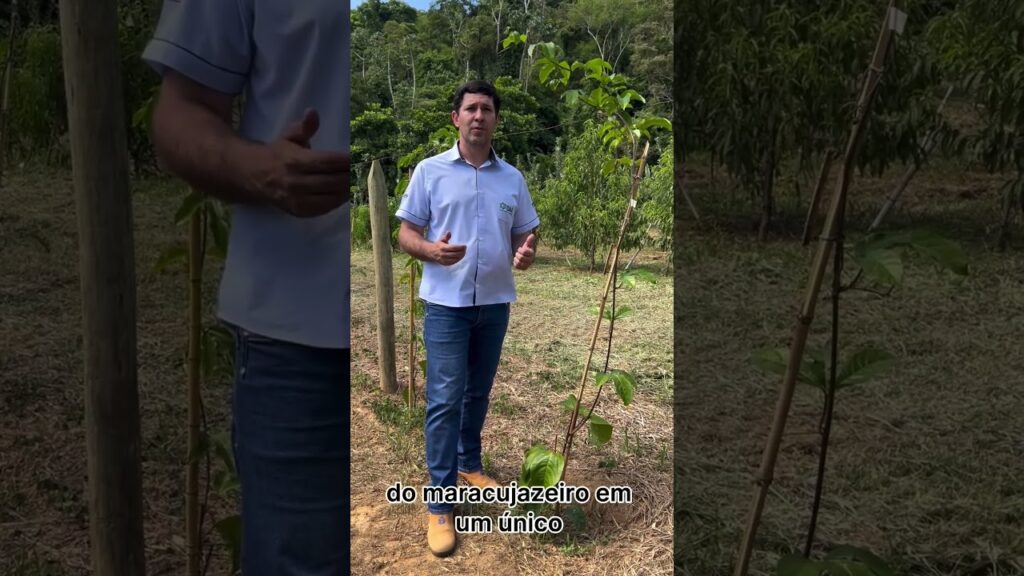 mudas altas para maracujazeiro sabe porque f09f8d8bf09f8cb1 agro agricultura maracuja