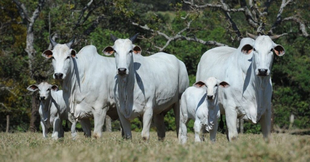 Nelore na cria: priorize a genética das matrizes 12 Nelore na cria: saiba por que o ideal é priorizar a genética das matrizes