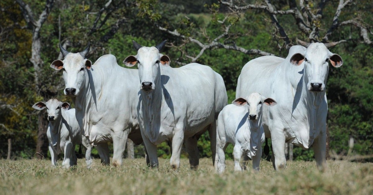 Nelore na cria: saiba por que o ideal é priorizar a genética das matrizes