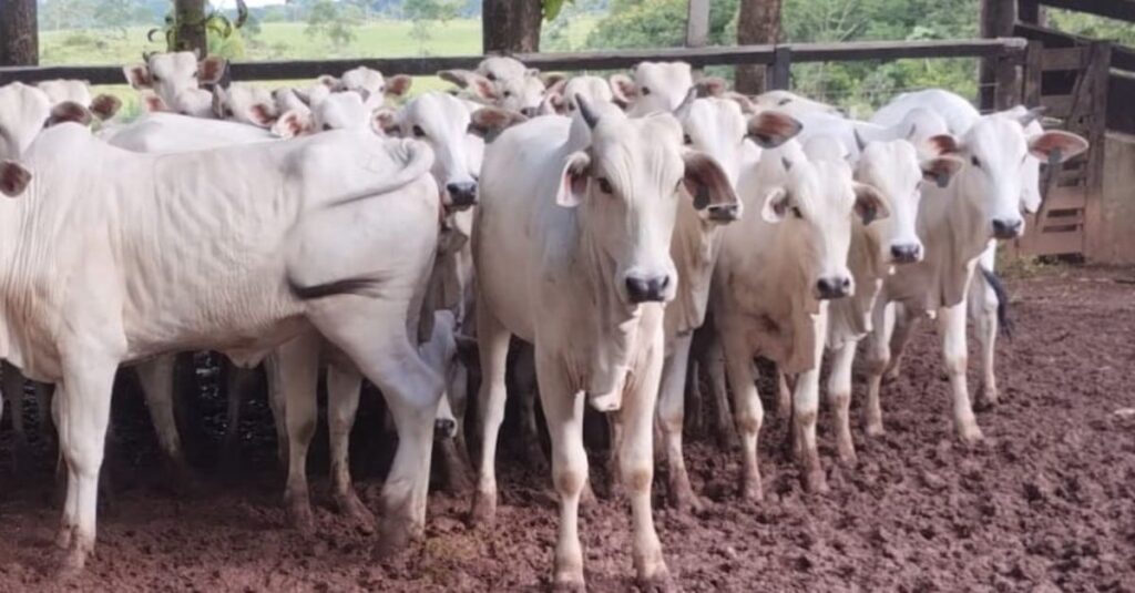Nelore zero dentes em Rondônia! Novilhas são destaque no acabamento de gordura 