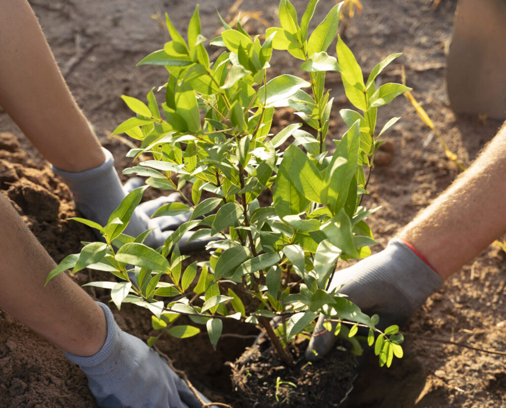 SECRETARIA MUNICIPAL DE AGRICULTURA E PECUÁRIA AUMENTA O NÚMERO DE DISTRIBUIÇÃO DE MUDAS POR CPF