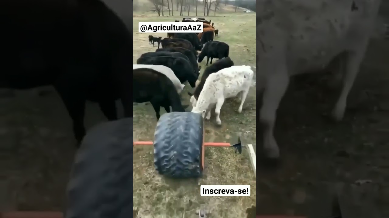 Nova ferramenta distribuição de alimentos para gado #inovação