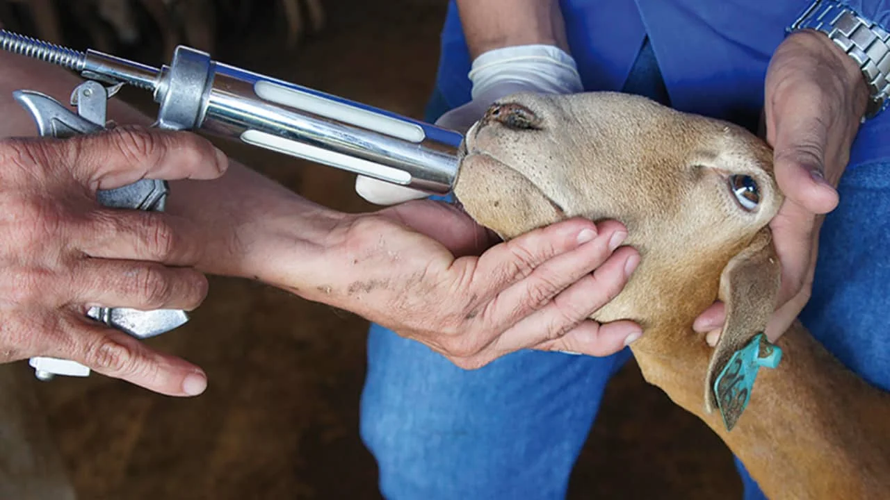 Nova pesquisa valida vacina contra verminose em caprinos e ovinos. 2 Pesquisa valida vacina contra verminose de caprinos e ovinos no Brasil