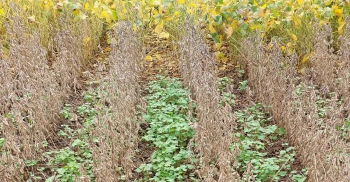 Nova tecnologia transforma solo.