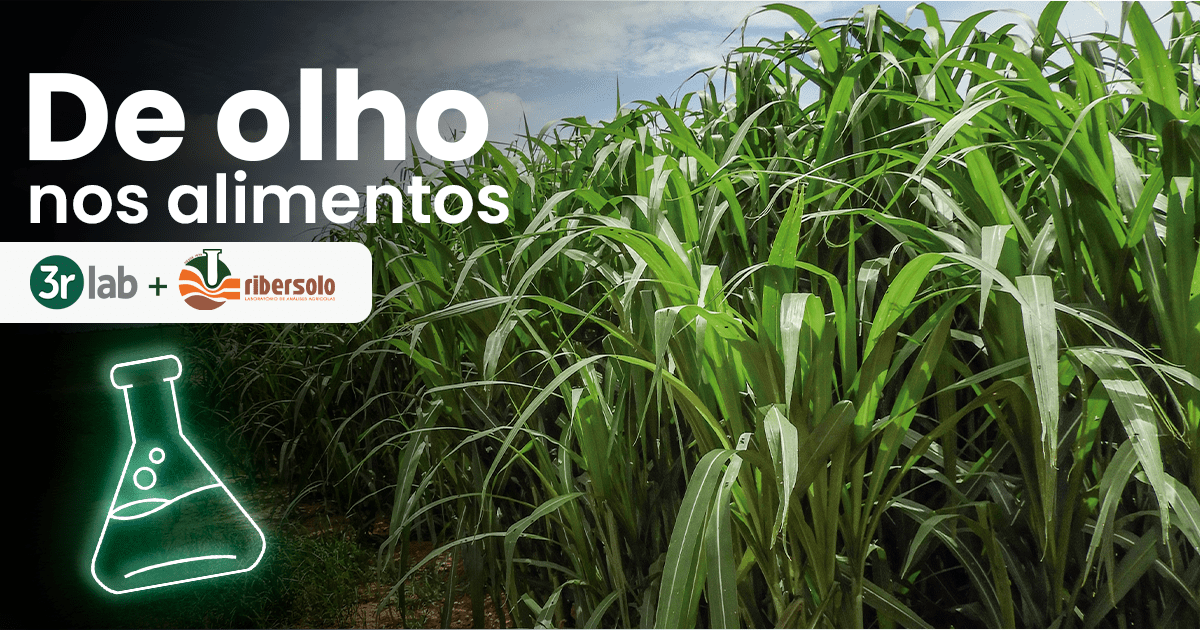 Novas descobertas sobre silagens de Capiaçu e Mombaça