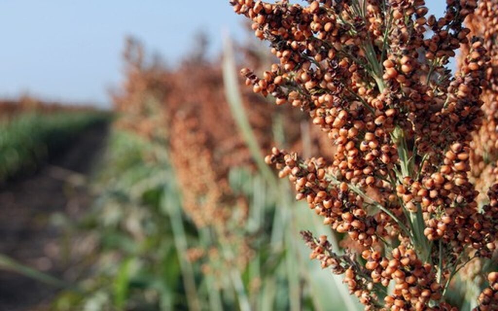 Boa Safra inicia venda de sementes de sorgo | Negócios
