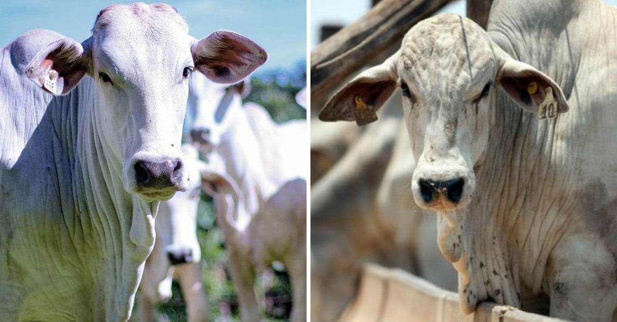 Novilha vs garrote: descubra qual é o melhor para o confinamento!