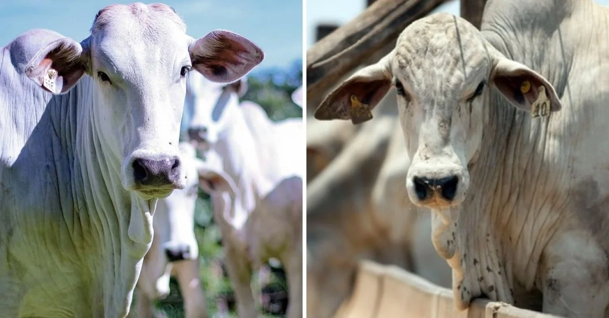 Novilha vs garrote: descubra qual é o melhor para o confinamento! 3 Novilha ou garrote: qual tipo de animal é a aposta certa para iniciar um confinamento?