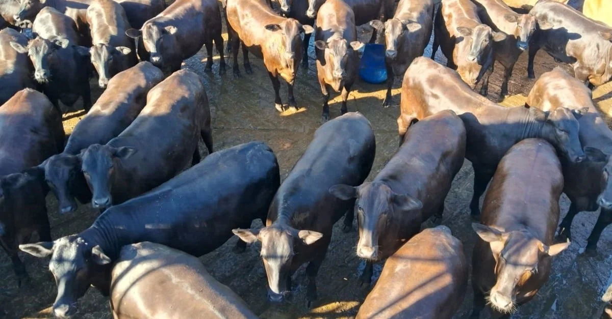 Novilhada de carne premium e zero dentes chega a 17@ em MS