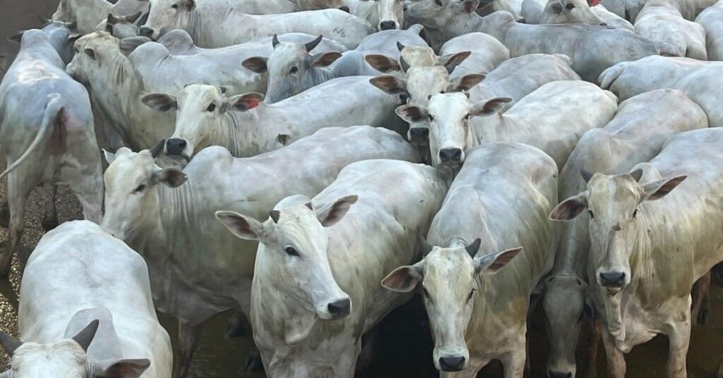 Novilhada Nelore: 18@ em MT impressiona! 18 Nelore: novilhada boa e bem acabada impressiona com quase 18@ em MT