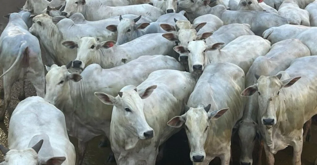 Novilhada Nelore: 18@ em MT impressiona! 2 Nelore: novilhada boa e bem acabada impressiona com quase 18@ em MT