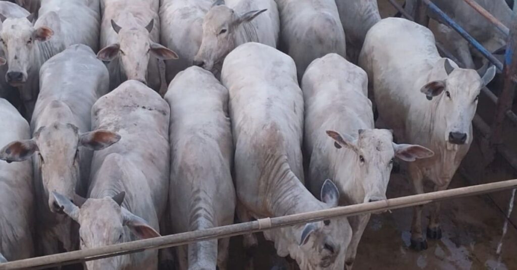 TIP: Novilhada Nelore faz espetáculo de acabamento de carcaça no Pará