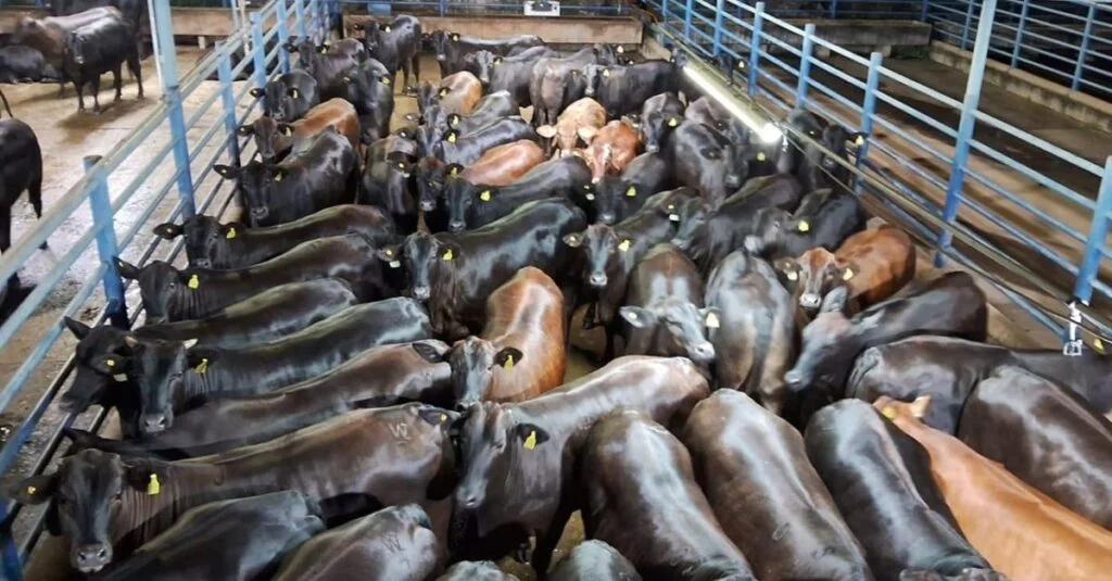 Novilhas Angus de 20@ no curral! 39 Lotes de novilhas Angus brilham no curral com até 20@ de carne de primeira!