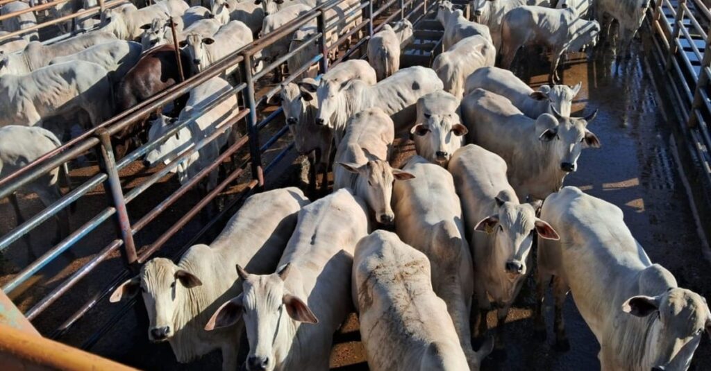 Novilhas Nelore são destaque em qualidade de carne no interior de Minas