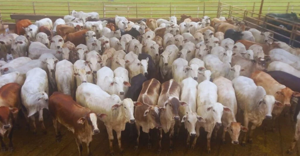 Todas zero dentes! Novilhas surpreendem com alta precocidade em MS