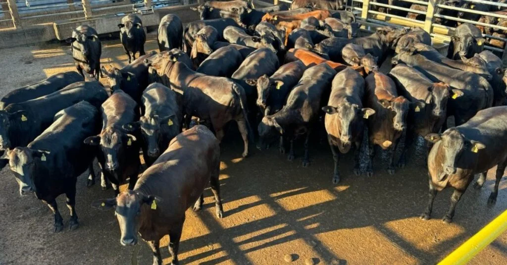Novilhas surpreendem com quase 19@ no Mato Grosso. 37 Angus: lote de novilhas impressiona com quase 19@ no interior de Mato Grosso